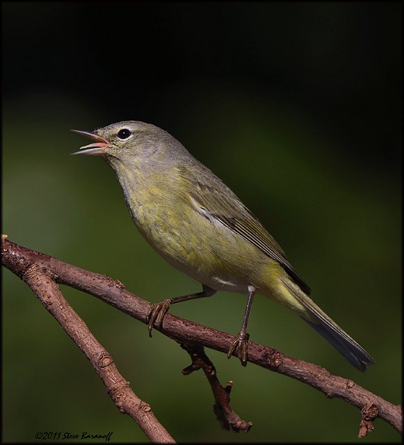_1SB0895 orange-crowned warbler.jpg